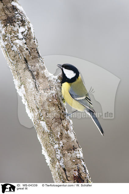 great tit / WS-04339
