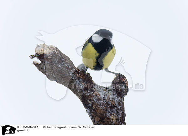 great tit / WS-04341