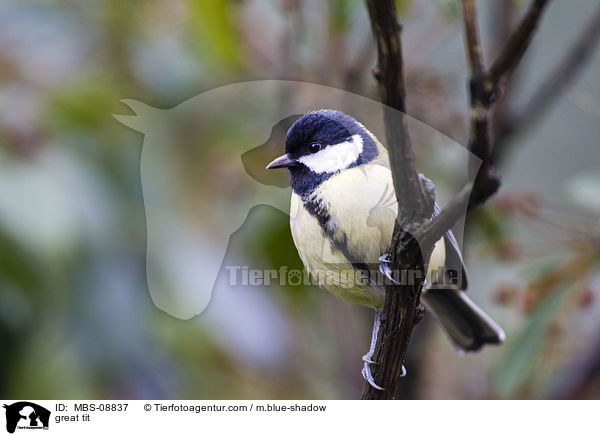 great tit / MBS-08837