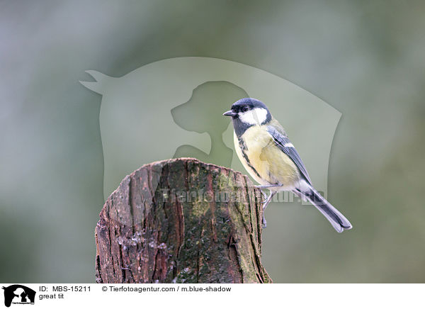 great tit / MBS-15211