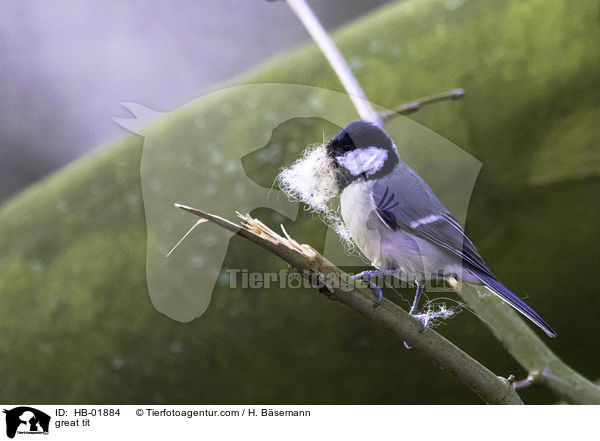 Kohlmeise / great tit / HB-01884