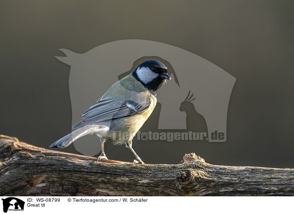 Great tit / WS-08799