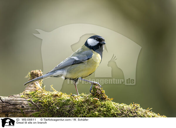 Great tit sits on branch / WS-08811