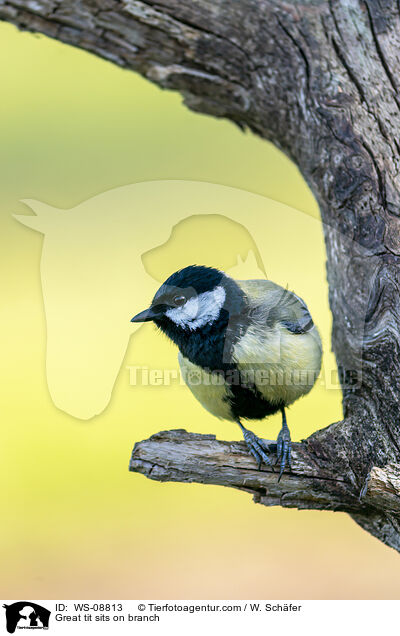Great tit sits on branch / WS-08813