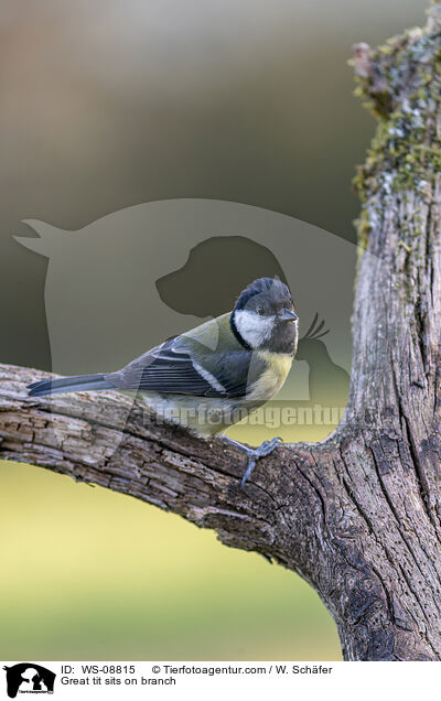 Great tit sits on branch / WS-08815