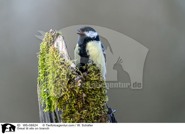Great tit sits on branch / WS-08824