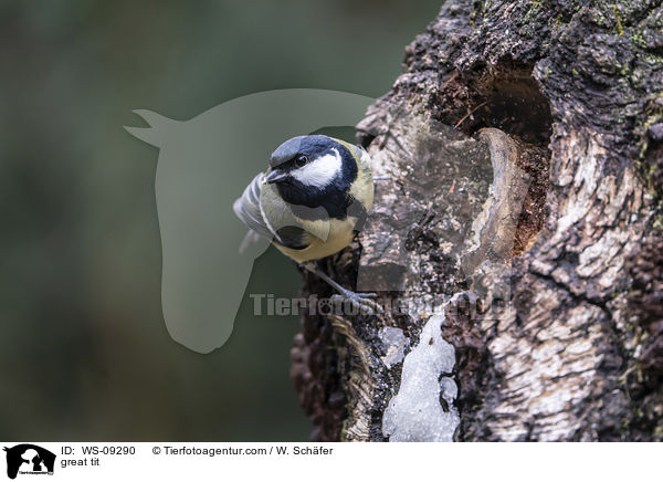 great tit / WS-09290