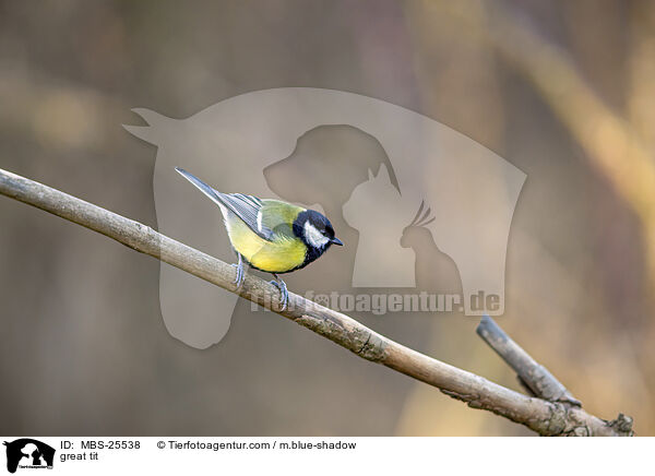 great tit / MBS-25538