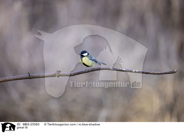 great tit / MBS-25560