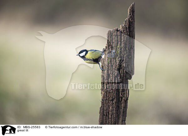 great tit / MBS-25583