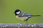 great tit