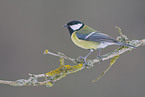 great tit