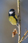 great tit