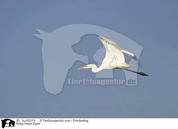 fliegender Silberreiher / flying Great Egret / HJ-02214