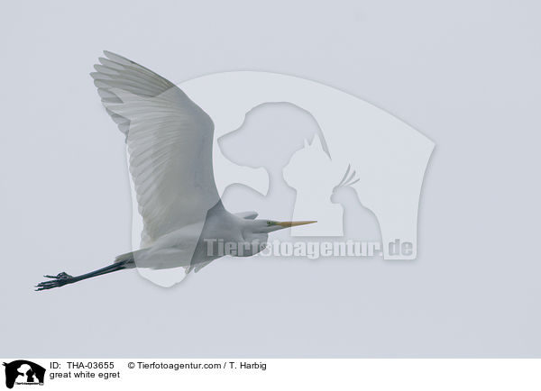 Silberreiher / great white egret / THA-03655