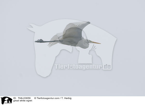 Silberreiher / great white egret / THA-03656
