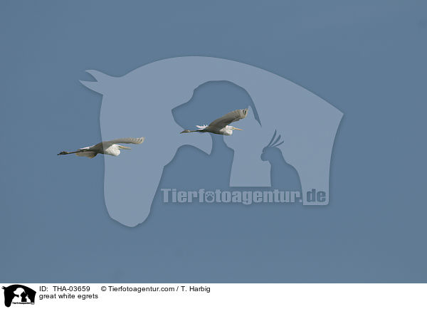 Silberreiher / great white egrets / THA-03659