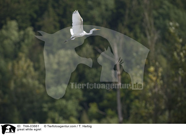 Silberreiher / great white egret / THA-03661