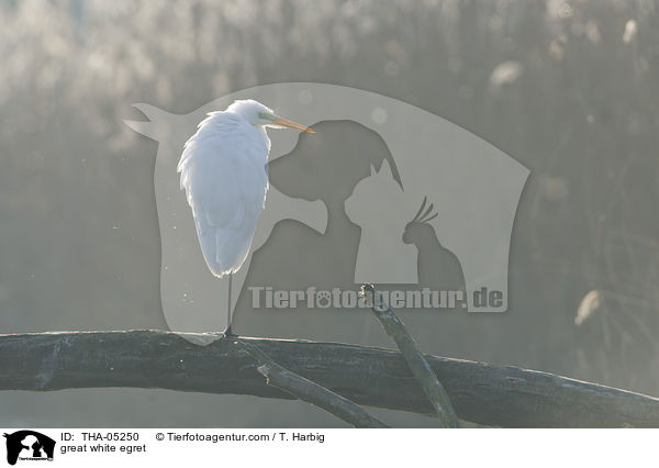 Silberreiher / great white egret / THA-05250