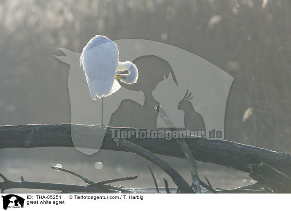 Silberreiher / great white egret / THA-05251
