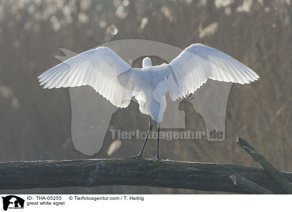 Silberreiher / great white egret / THA-05255