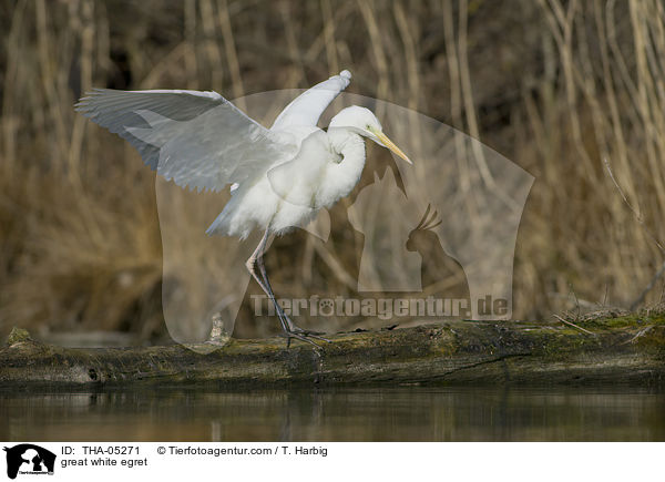 Silberreiher / great white egret / THA-05271