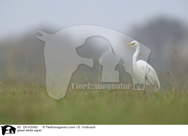 Silberreiher / great white egret / DV-03062