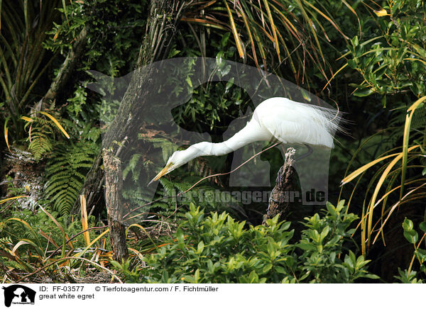 Silberreiher / great white egret / FF-03577