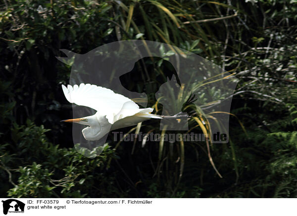 Silberreiher / great white egret / FF-03579
