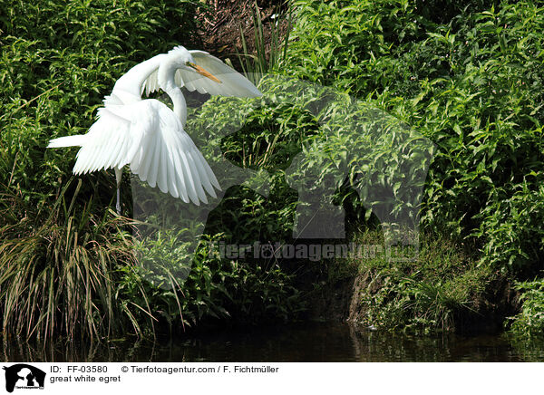 Silberreiher / great white egret / FF-03580