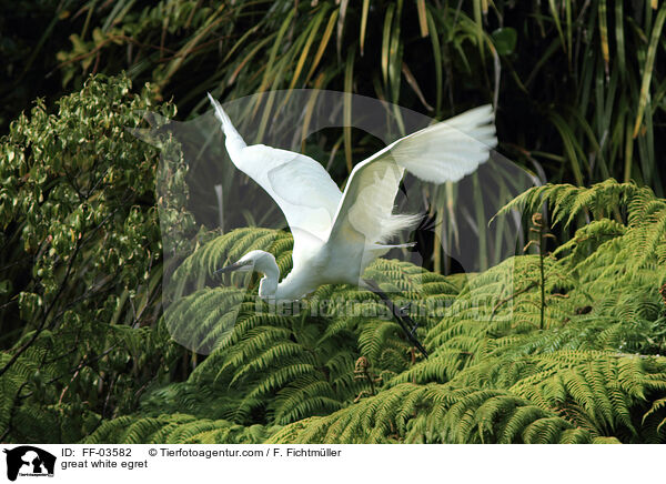 Silberreiher / great white egret / FF-03582