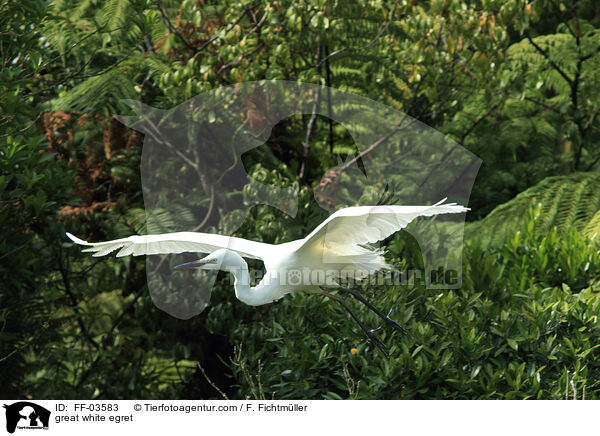 Silberreiher / great white egret / FF-03583