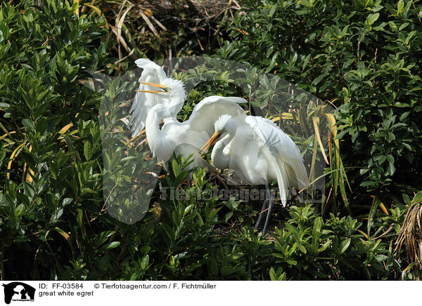 Silberreiher / great white egret / FF-03584