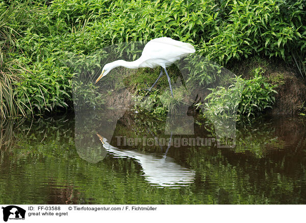 Silberreiher / great white egret / FF-03588