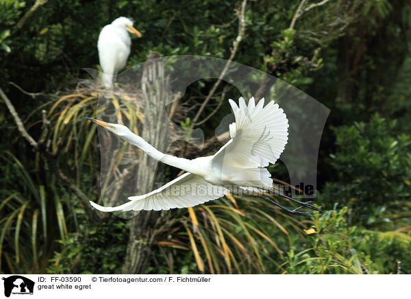 Silberreiher / great white egret / FF-03590