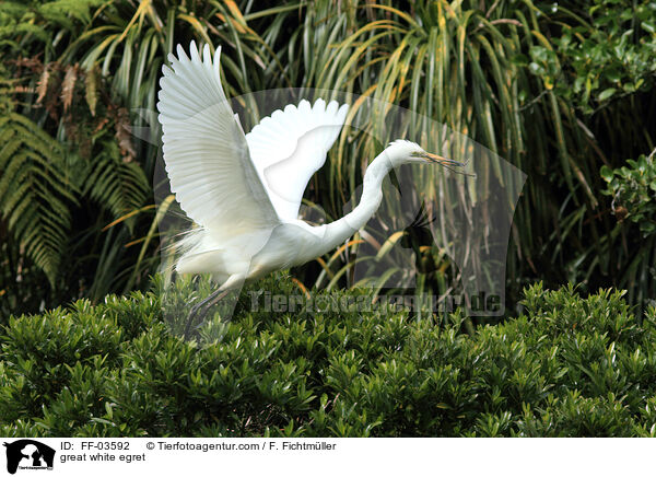 Silberreiher / great white egret / FF-03592