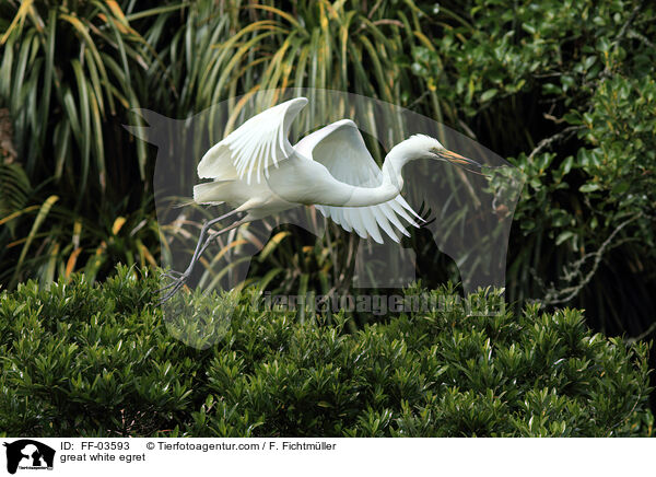 Silberreiher / great white egret / FF-03593