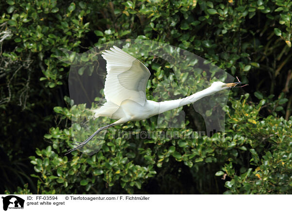Silberreiher / great white egret / FF-03594