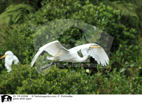 Silberreiher / great white egret / FF-03596