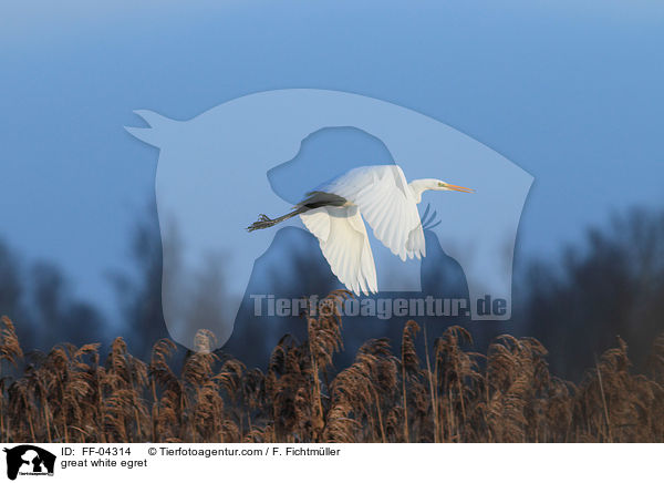 Silberreiher / great white egret / FF-04314