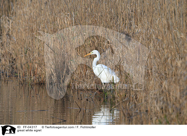 Silberreiher / great white egret / FF-04317