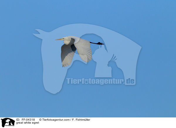 Silberreiher / great white egret / FF-04318