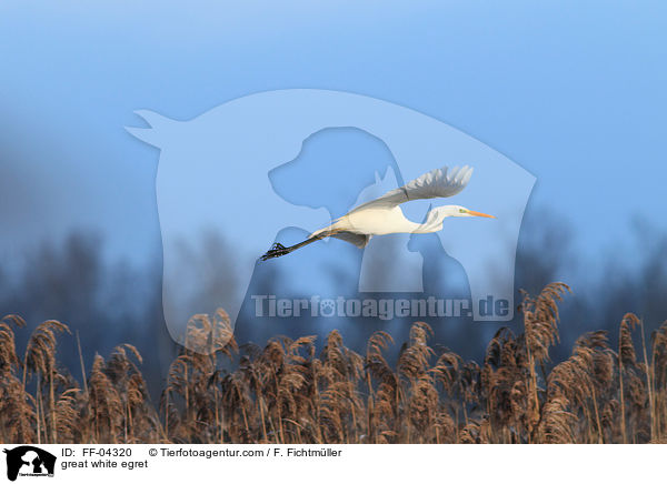 Silberreiher / great white egret / FF-04320