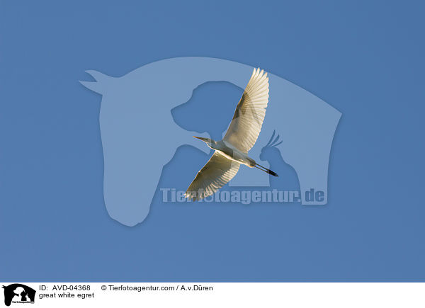 Silberreiher / great white egret / AVD-04368
