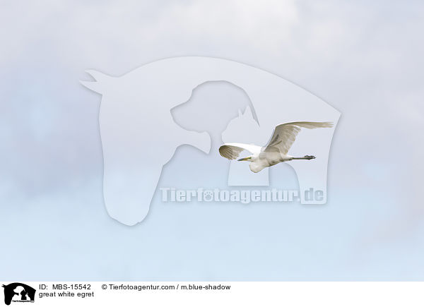 Silberreiher / great white egret / MBS-15542
