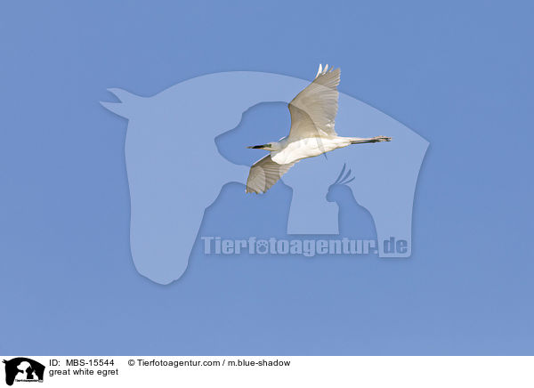 Silberreiher / great white egret / MBS-15544