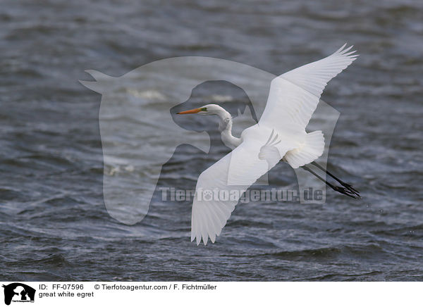 Silberreiher / great white egret / FF-07596