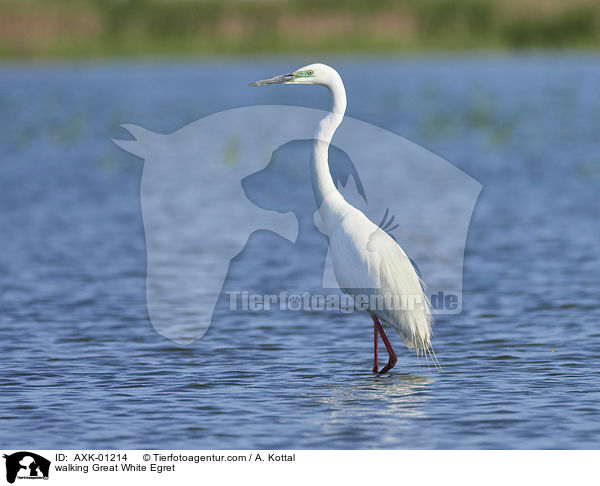 laufender Silberreiher / walking Great White Egret / AXK-01214