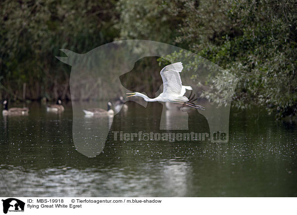 fliegender Silberreiher / flying Great White Egret / MBS-19918