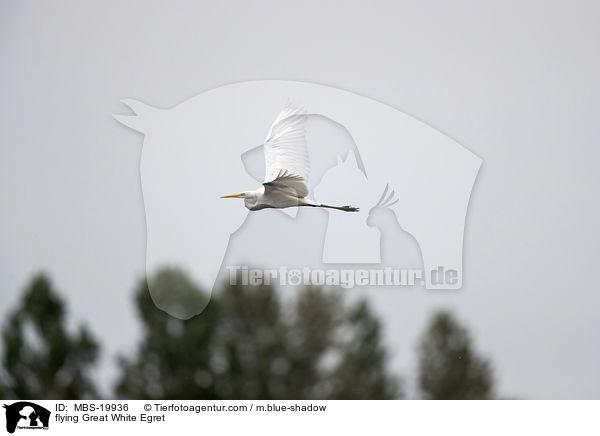fliegender Silberreiher / flying Great White Egret / MBS-19936